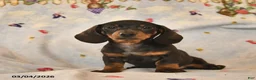 Dachshund dogs for sale: Bingo  - Ad 2