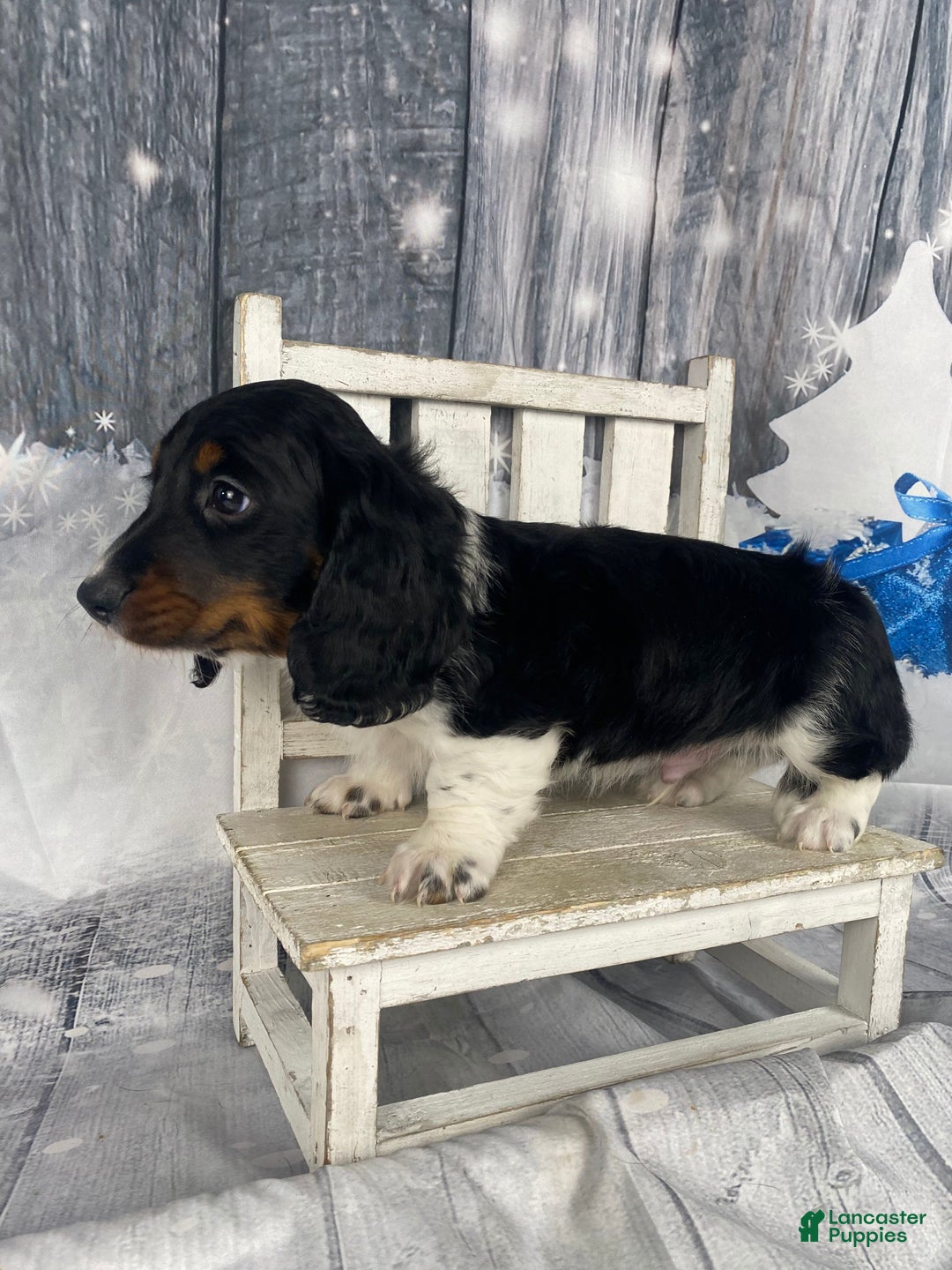 Miniature Dachshund dogs for sale: Oscar - Ad 5