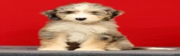Mini Bernedoodle dogs for sale: Remi - Ad 2