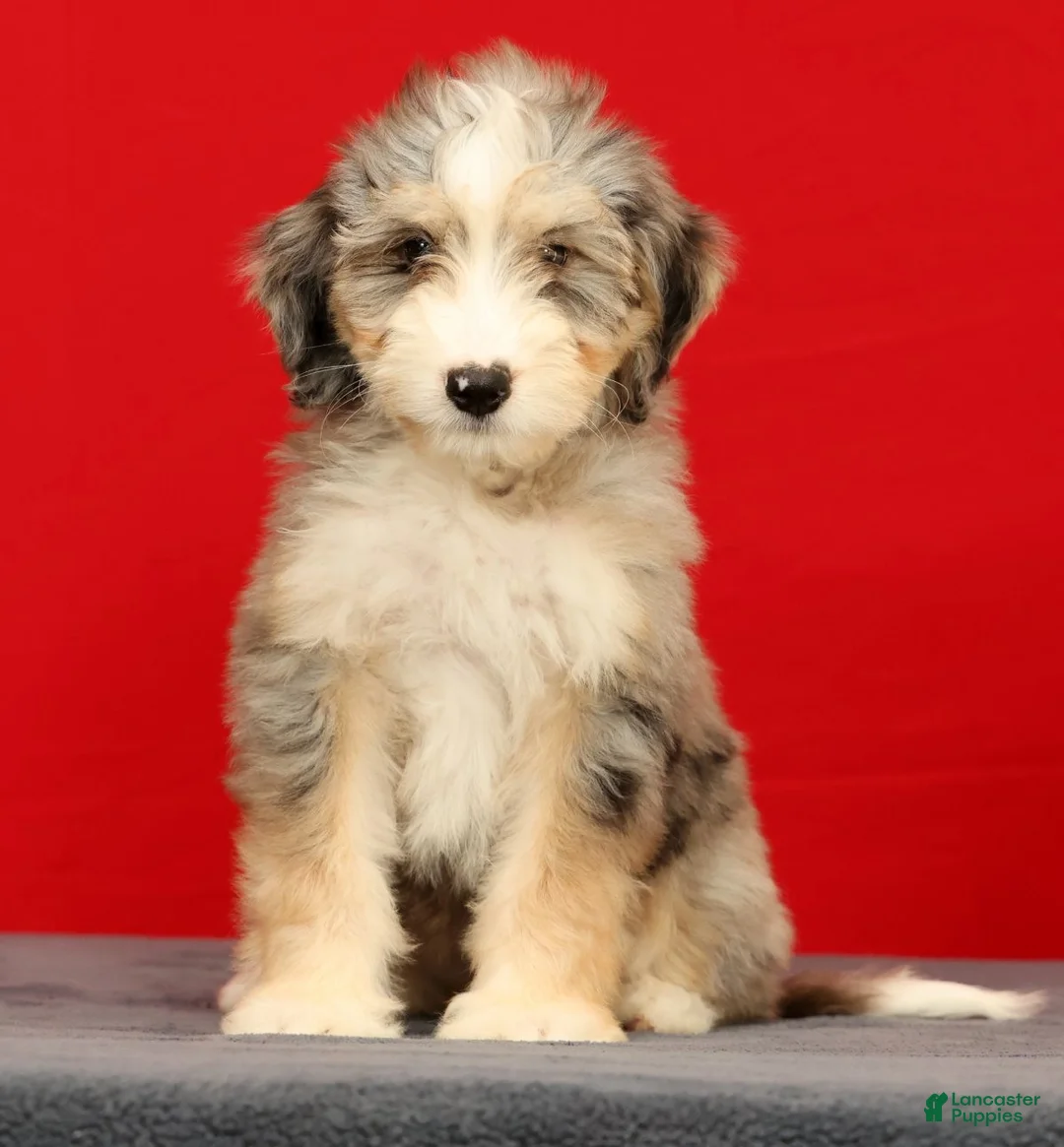 Mini Bernedoodle dogs for sale: Remi - Ad 2