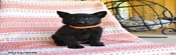 German Shepherd dogs for sale: Marsha - Ad 2