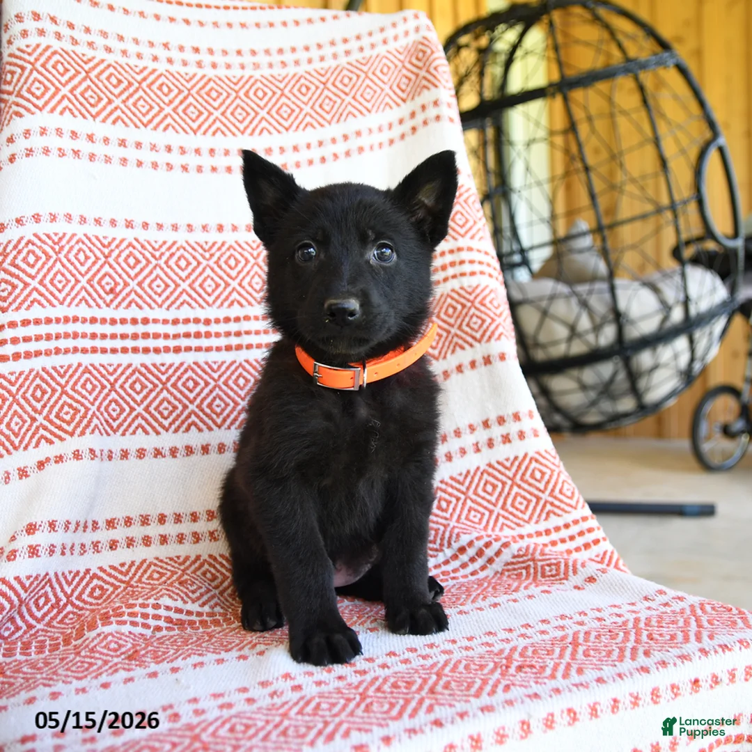 German Shepherd dogs for sale: Marsha - Ad 2