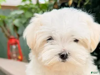 Maltese dogs Boy - Ad 34