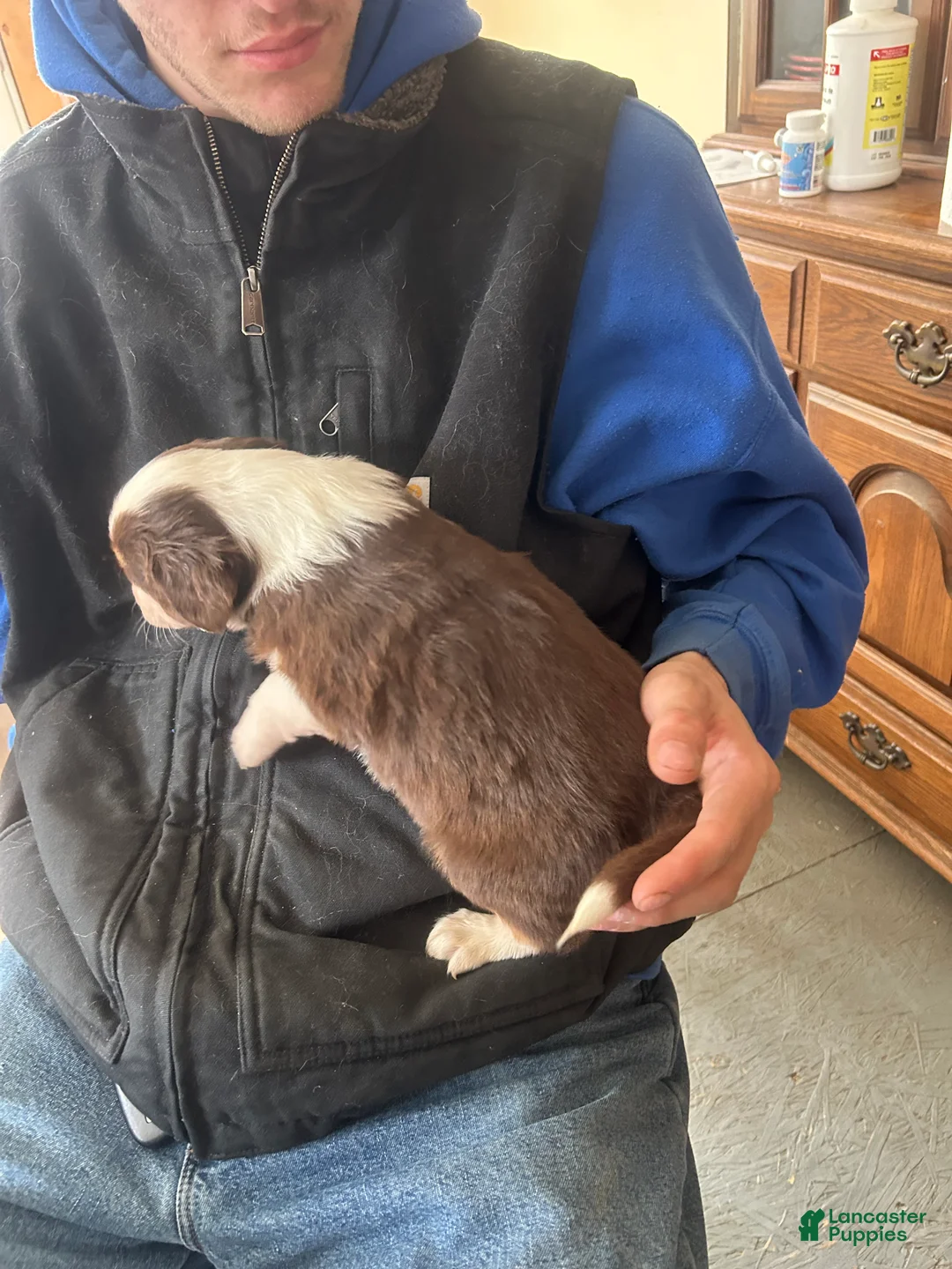 Australian Shepherd dogs for sale: Win Chester - Ad 7