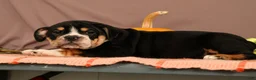 Beabull dogs for sale: Willow - Ad 4
