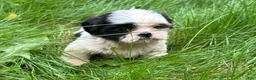 Shih Tzu dogs for sale: Shih Tzu 6 - Ad 6