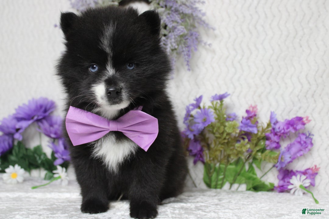 Pomsky dogs for sale: Luey  - Ad 4