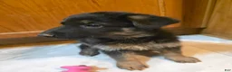 Golden Shepherd dogs for sale: GermanShepherd Puppy 1 - Ad 4