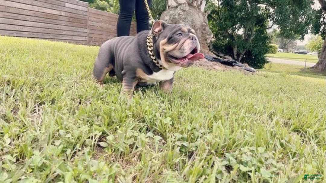 English Bulldog dogs for sale: English Bulldog 1 - Ad 6