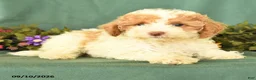 Miniature Poodle dogs for sale: Martha - Ad 2