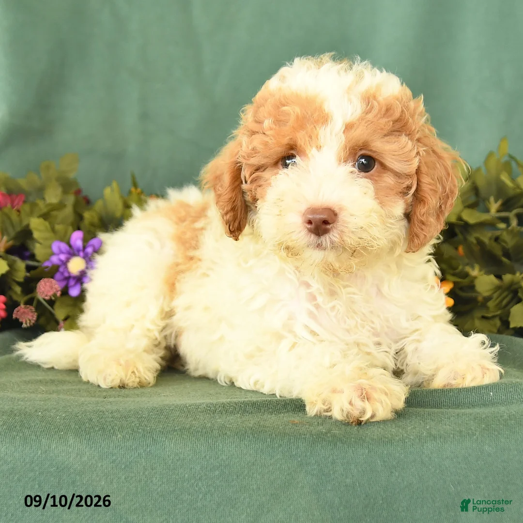 Miniature Poodle dogs for sale: Martha - Ad 2