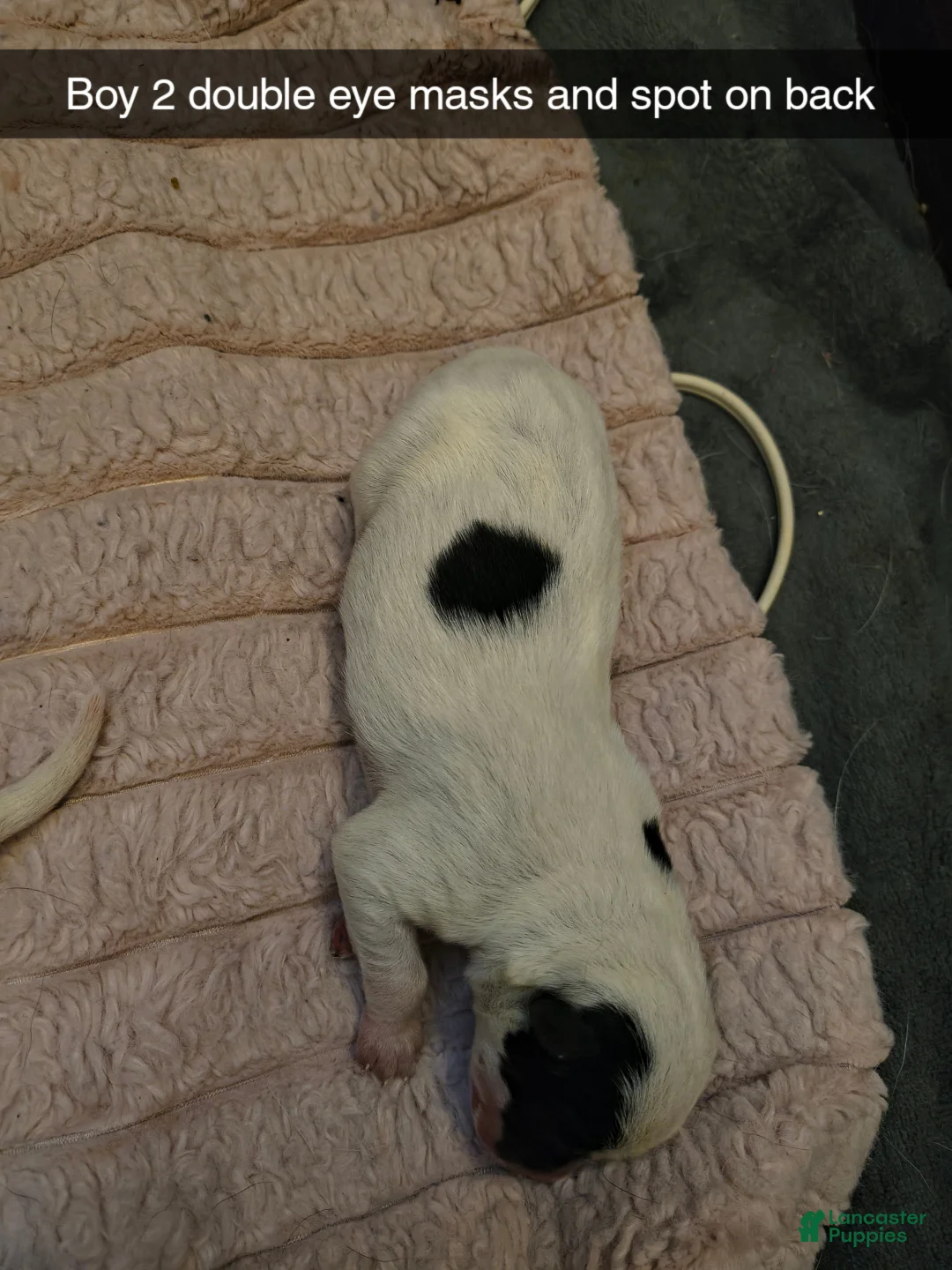 Australian Cattle Dog dogs for sale: Australian Cattle Dog Puppy 1 - Ad 2