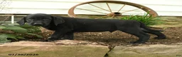 Labrador Retriever dogs for sale: Bronco - Ad 3
