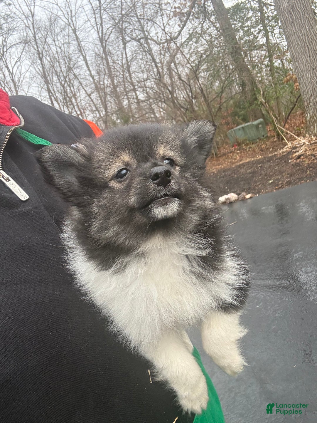 Pomeranian dogs for sale: Pomeranian Puppy 1 - Ad 3