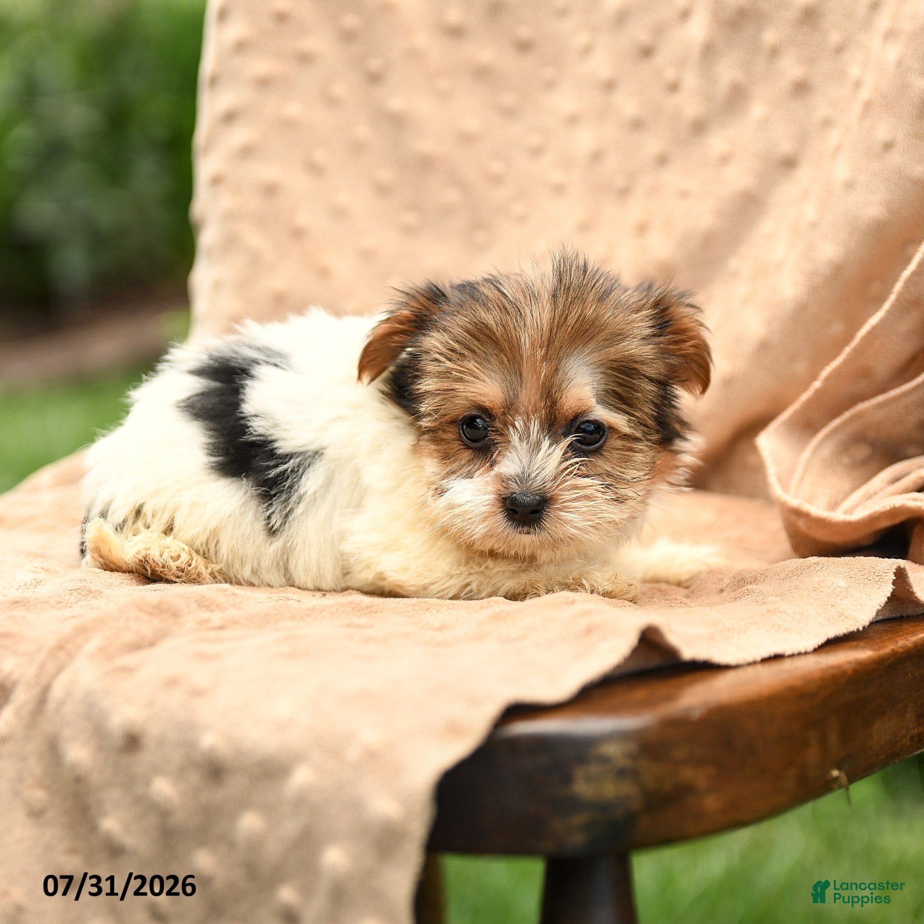 Biewer Terrier dogs Talia - Ad 2