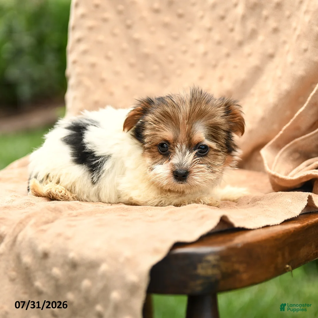 Biewer Terrier dogs for sale: Talia - Ad 2