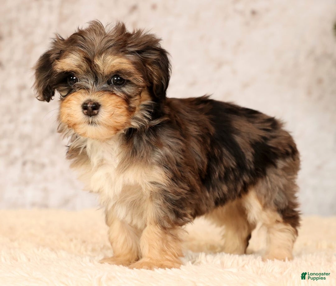 Havapoo dogs for sale: Paisley - Ad 2