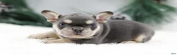 French Bulldog dogs for sale: Kurt - Ad 4