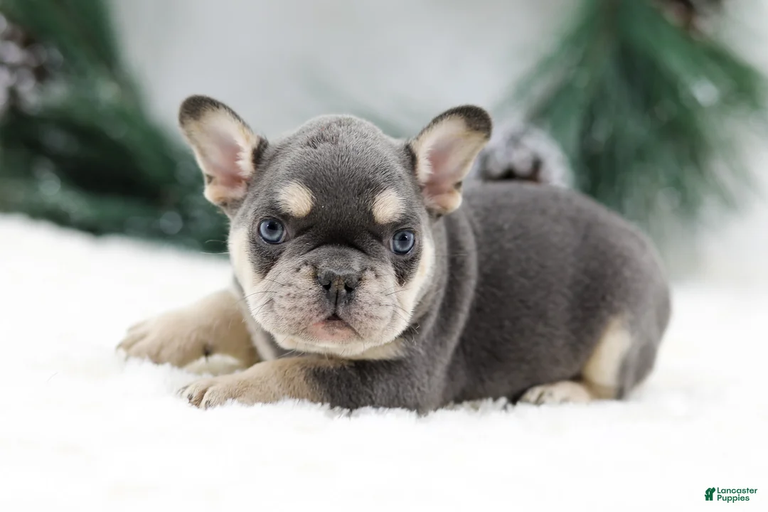 French Bulldog dogs for sale: Kurt - Ad 4
