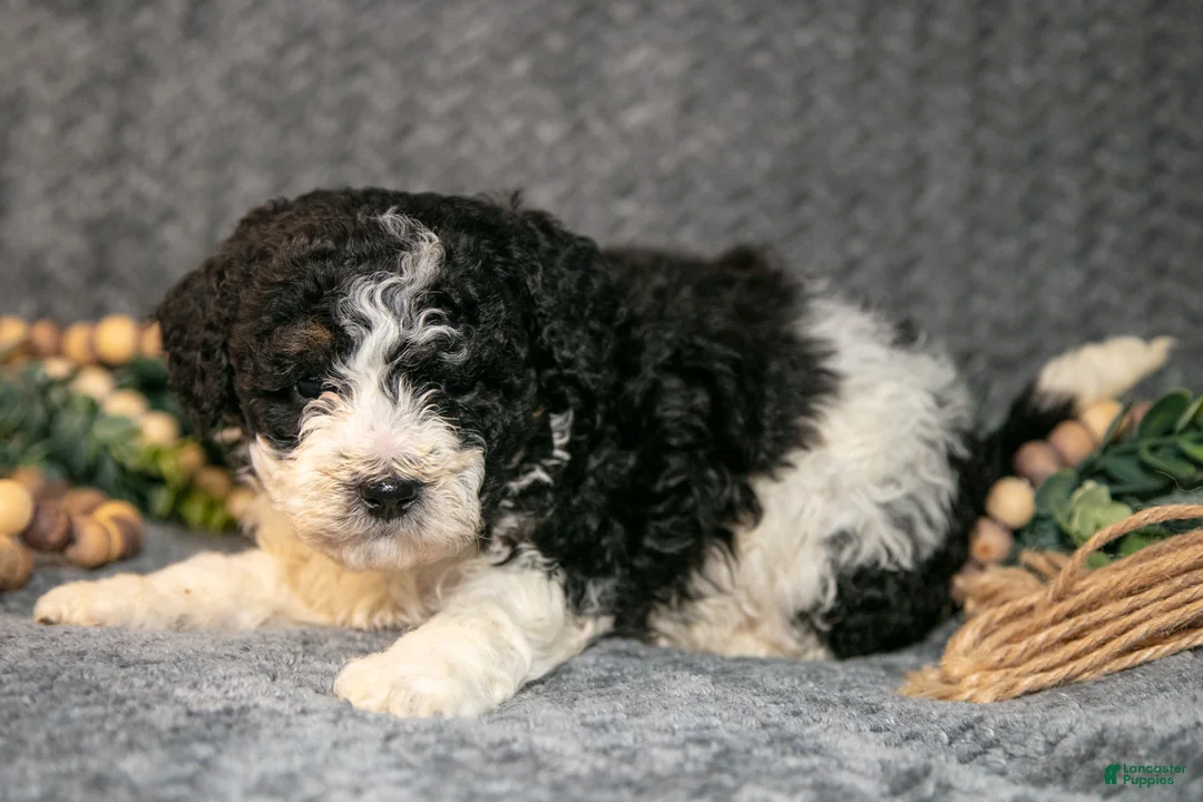 Mini Bernedoodle dogs for sale: Daya - Ad 3