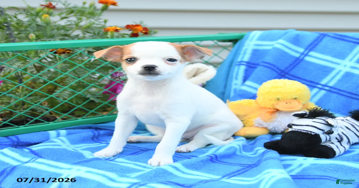 Twilight Mixed Breed for sale in Mifflinburg | Lancaster Puppies