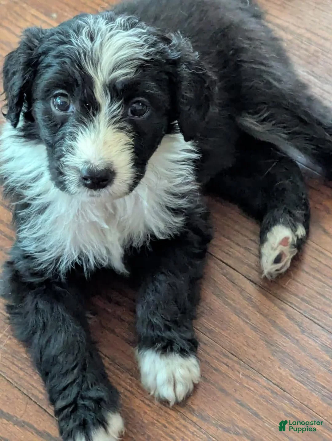 Bordoodle dogs for sale: Bordoodle Puppy 5 - Ad 1