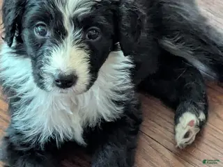 Bordoodle dogs Bordoodle Puppy 5 - Ad 4