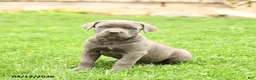 Cane Corso dogs for sale: Summer - Ad 5