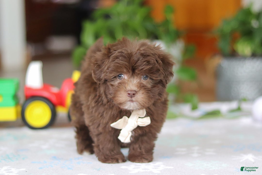 Havanese dogs for sale: Ethan - Ad 1