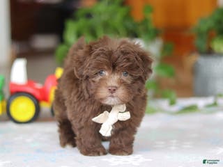 Havanese dogs Ethan - Ad 6