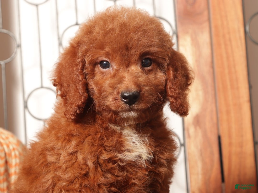 Mini Goldendoodle dogs for sale: Sandy Female Mini Goldendoodle Puppy  - Ad 2