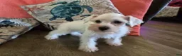 Miniature Schnauzer dogs for sale: Prissy - Ad 1
