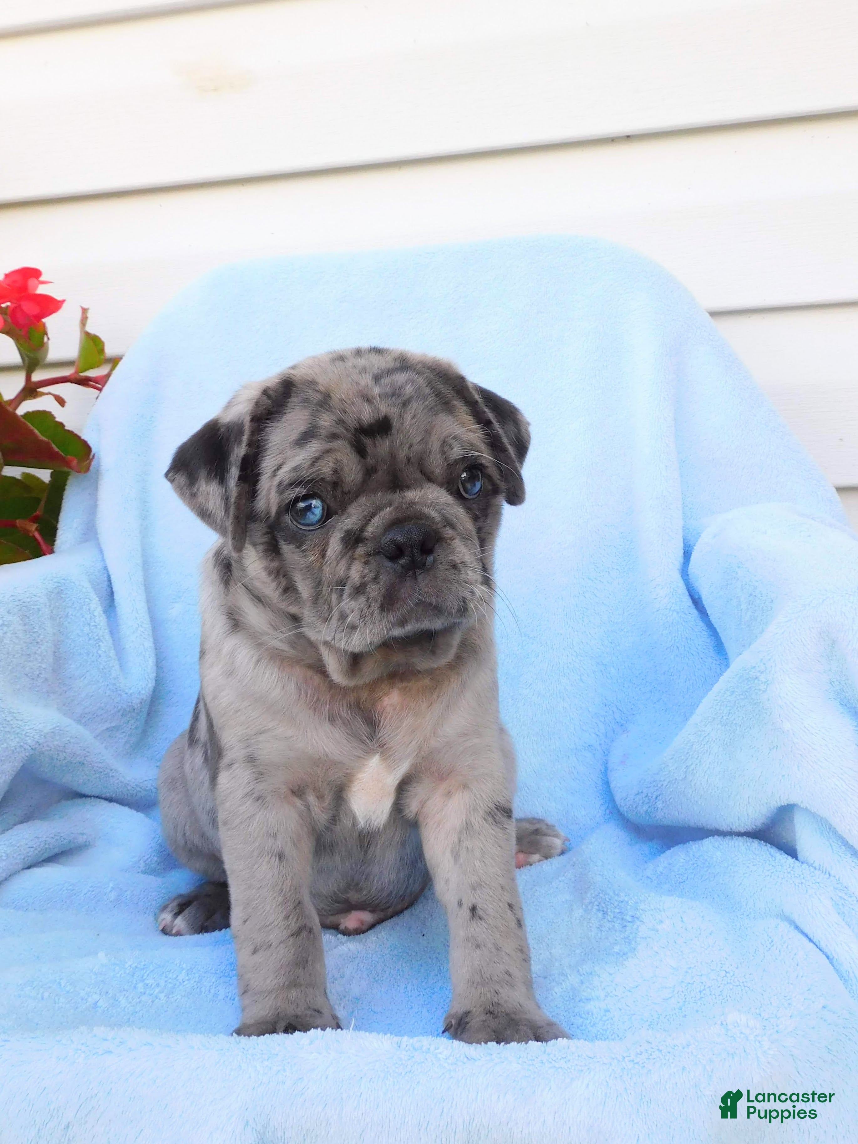 Pug dogs Austin  - Ad 2
