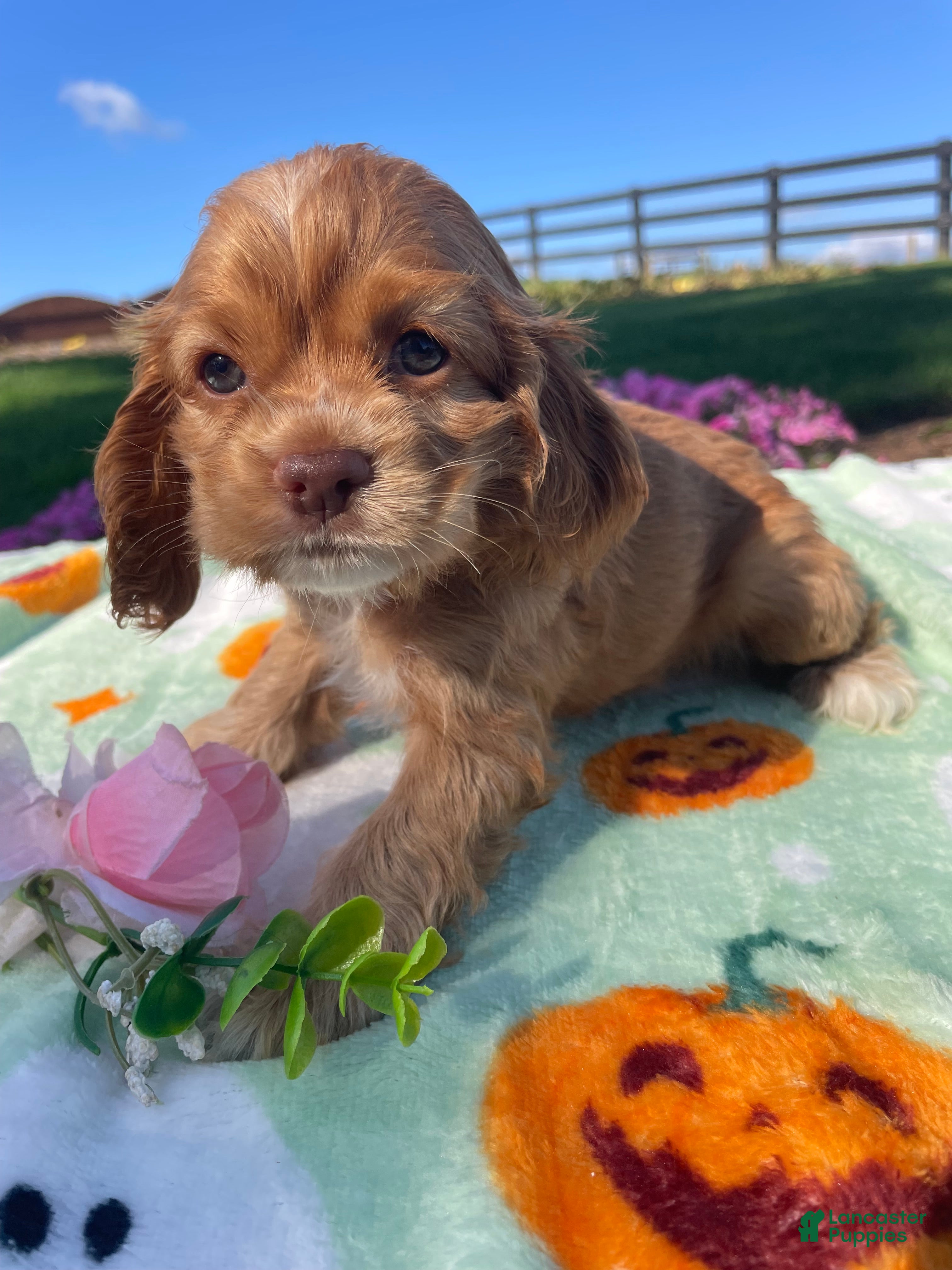 Cocker Spaniel dogs Sophie - Ad 1