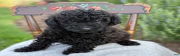 Toy Poodle dogs for sale: Captain - Ad 1