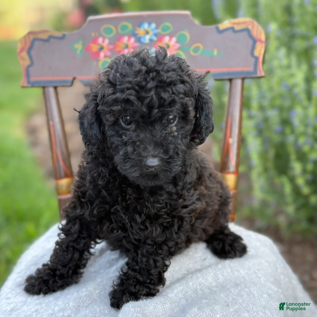 Toy Poodle dogs for sale: Captain - Ad 1