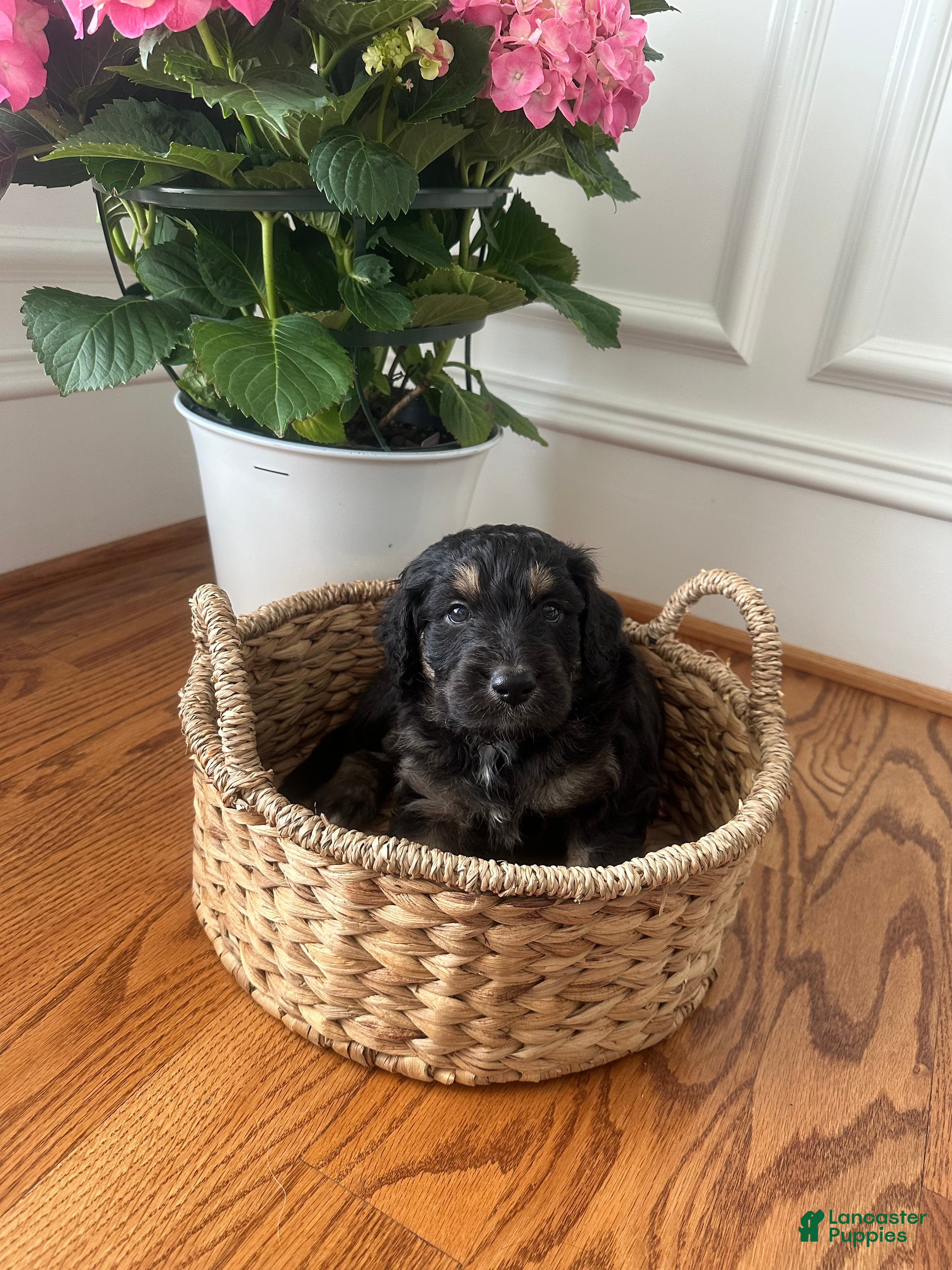 Aussiedoodle dogs Aussiedoodle Puppy 6 - Ad 10