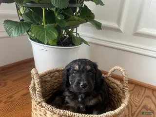 Aussiedoodle dogs Aussiedoodle Puppy 6 - Ad 21