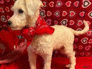 Bichon Frise dogs Padget - Ad 8