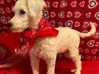 Bichon Frise dogs Padget - Ad 1