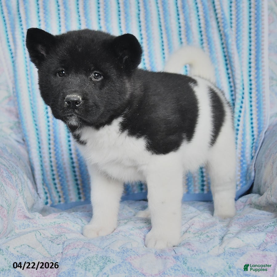 Akita dogs Kayla - Ad 2