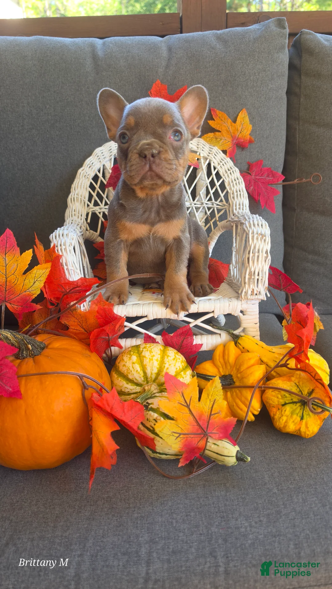 French Bulldog dogs for sale: French Bulldog 6 - Ad 2
