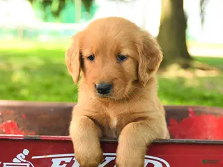 Golden Retriever dogs Chester - Ad 13