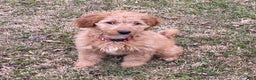 Mini Goldendoodle dogs for sale: Laney  - Ad 4