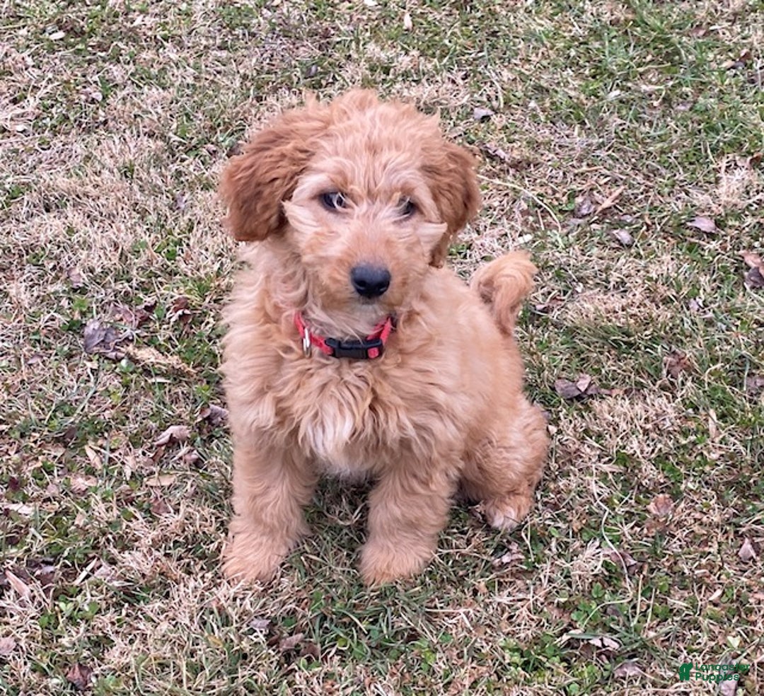 Mini Goldendoodle dogs for sale: Laney  - Ad 4