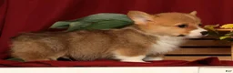 Welsh Corgi Pembroke dogs for sale: Justin - Ad 6