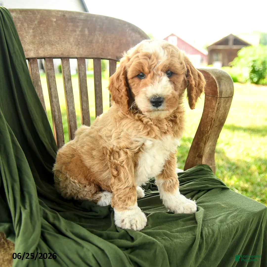 Goldendoodle dogs for sale: Bridger - Ad 1