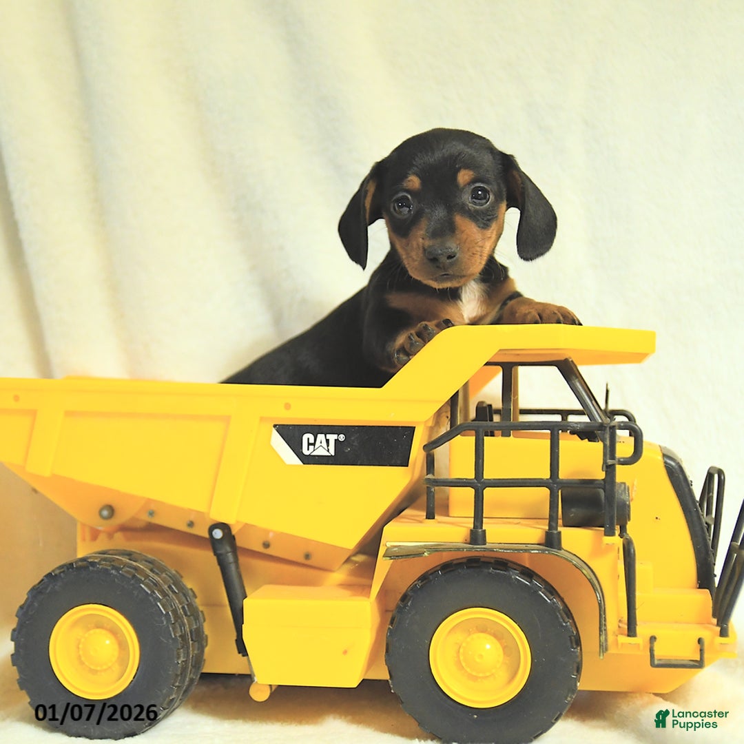 Miniature Dachshund dogs for sale: Dainty - Ad 4