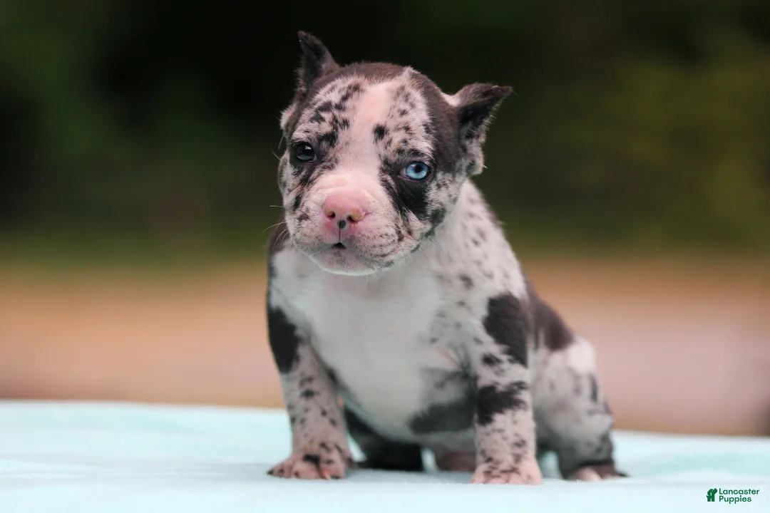 American Bully dogs for sale: Black Merle Male - Ad 1