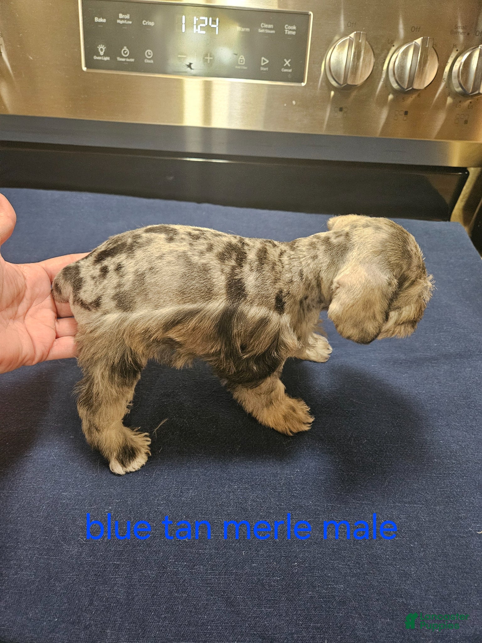 Miniature Schnauzer dogs Blue tan merle male  - Ad 2